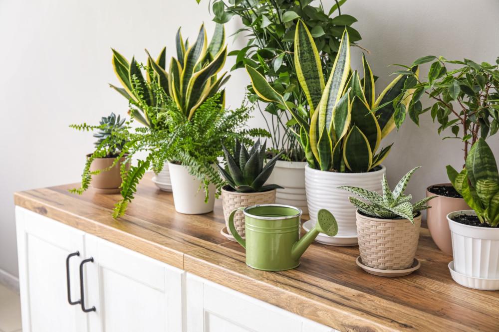 plantes