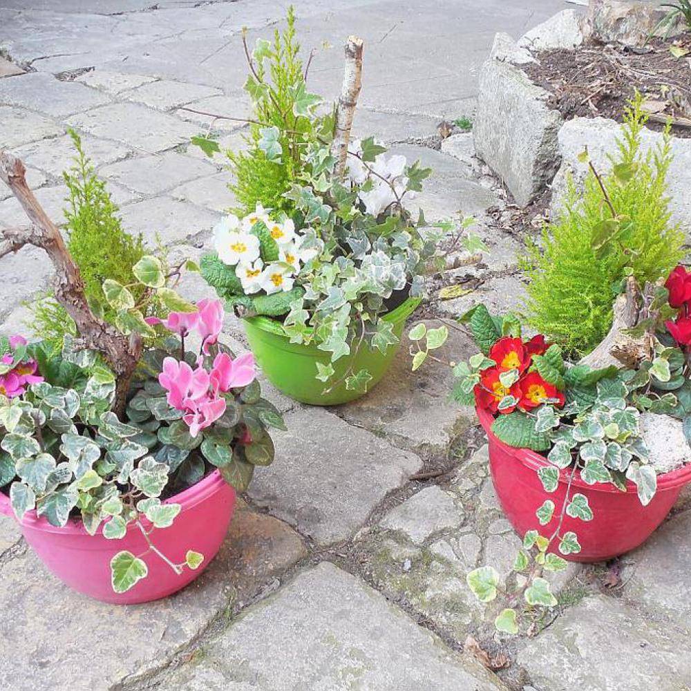 fleurs
