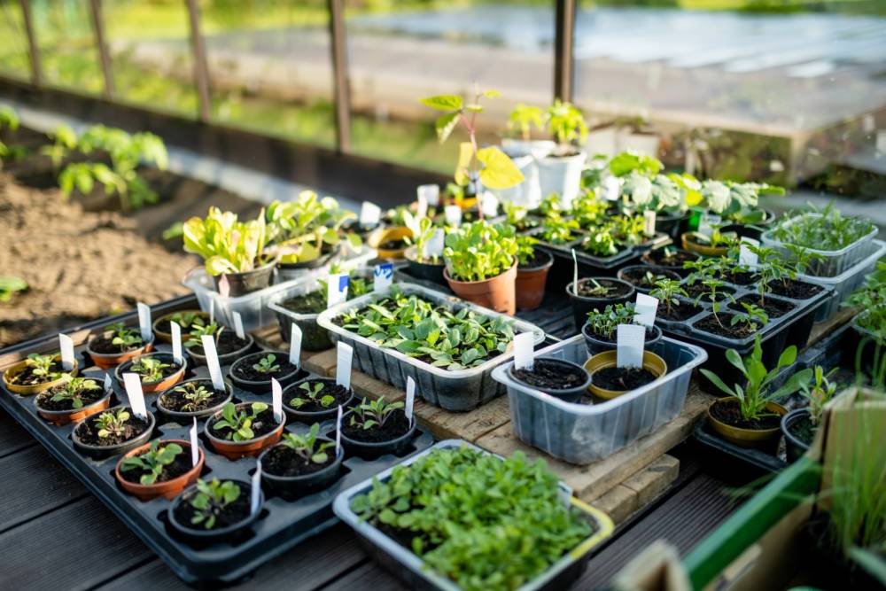 plant maraîcher à Preuilly-sur-Claise